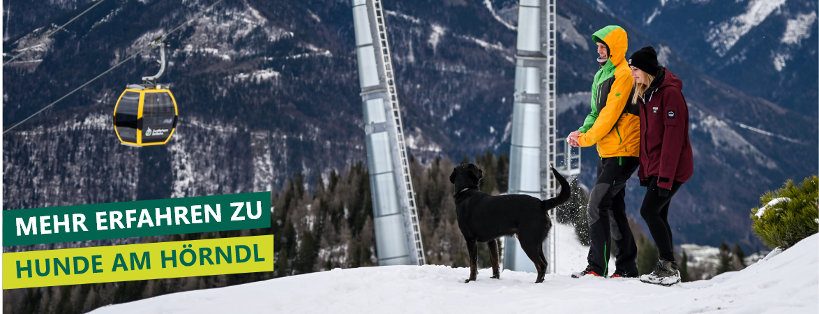 Banner Hunde