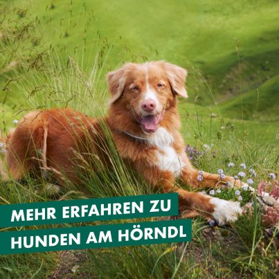 ZH-Kachel-Website-Hunde-DE