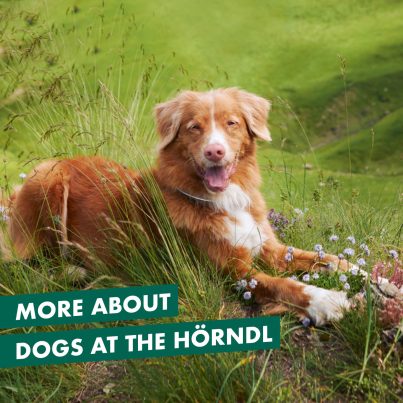 ZH-Kachel-Website-Hunde-EN